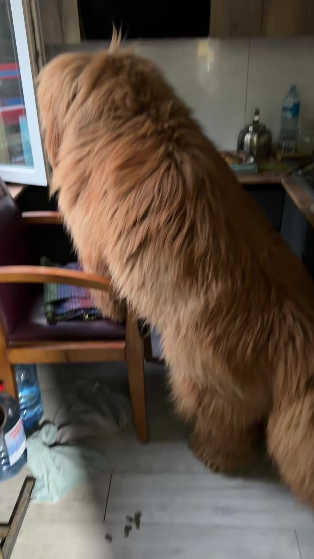 @Джампер 🦁 Jumper