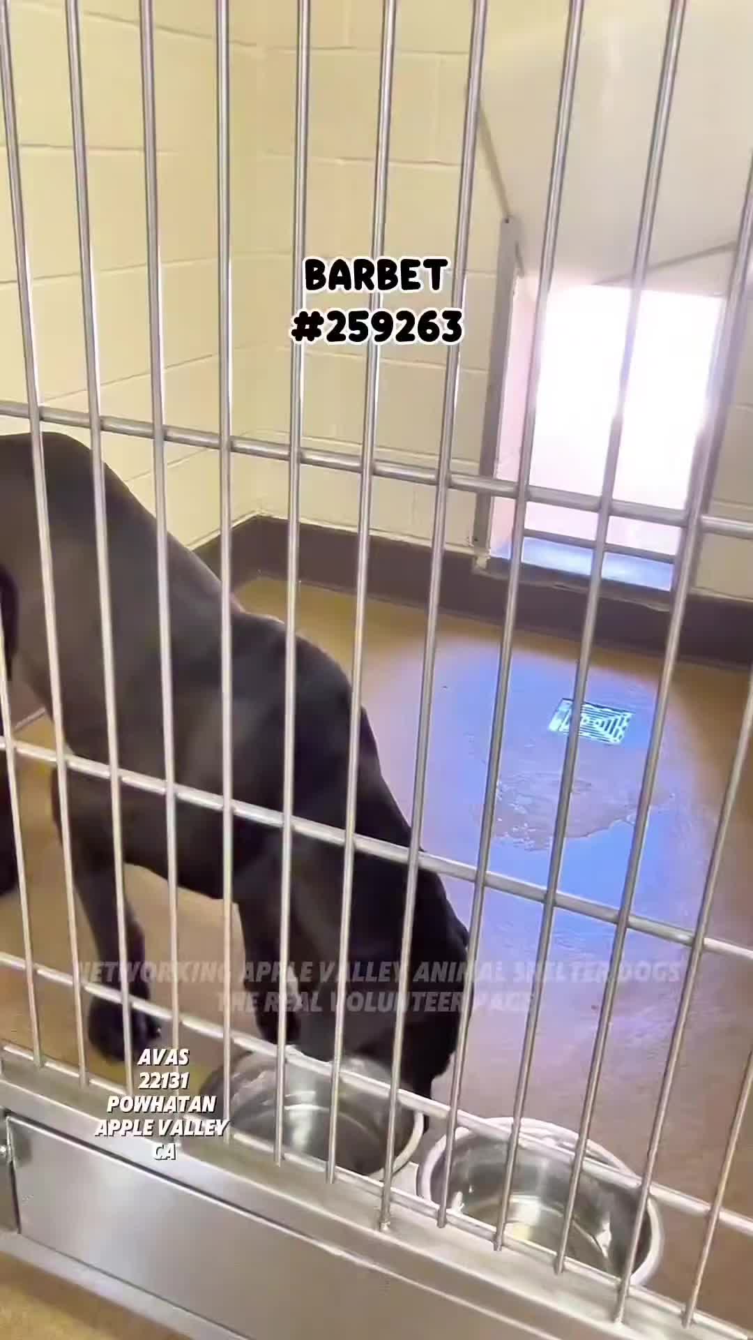 @Cane Corsos
