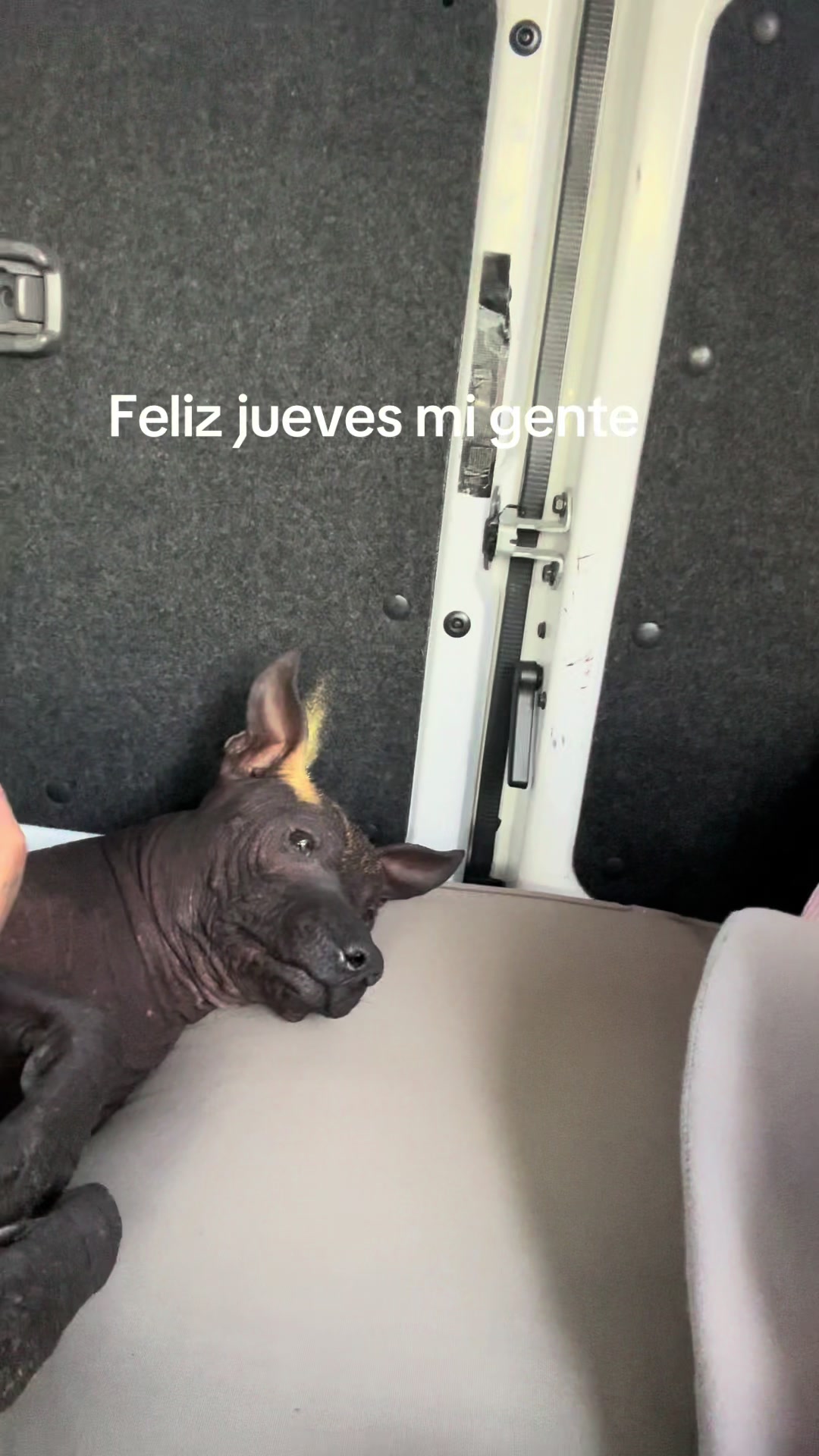 @Elcharitoopemex