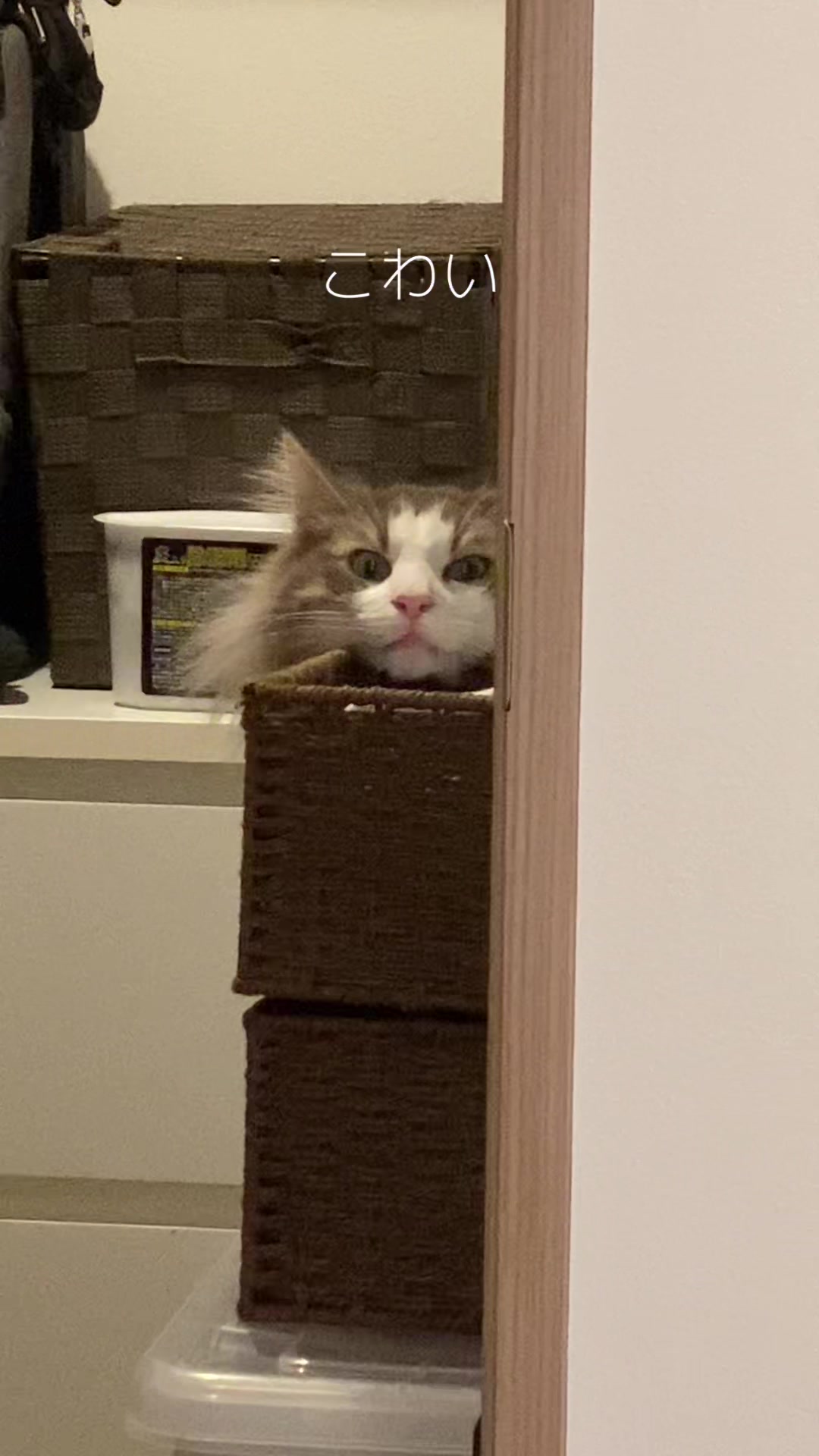 @ねここ様