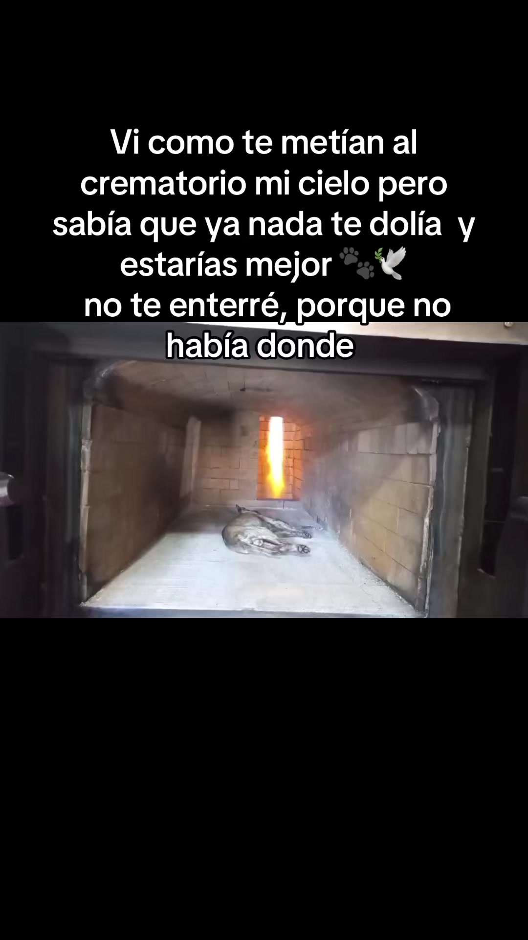 @Sol-Argueta 🐾🤍