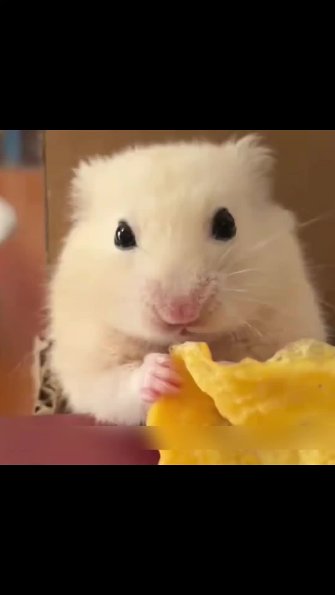 @Zatsugaku Animal