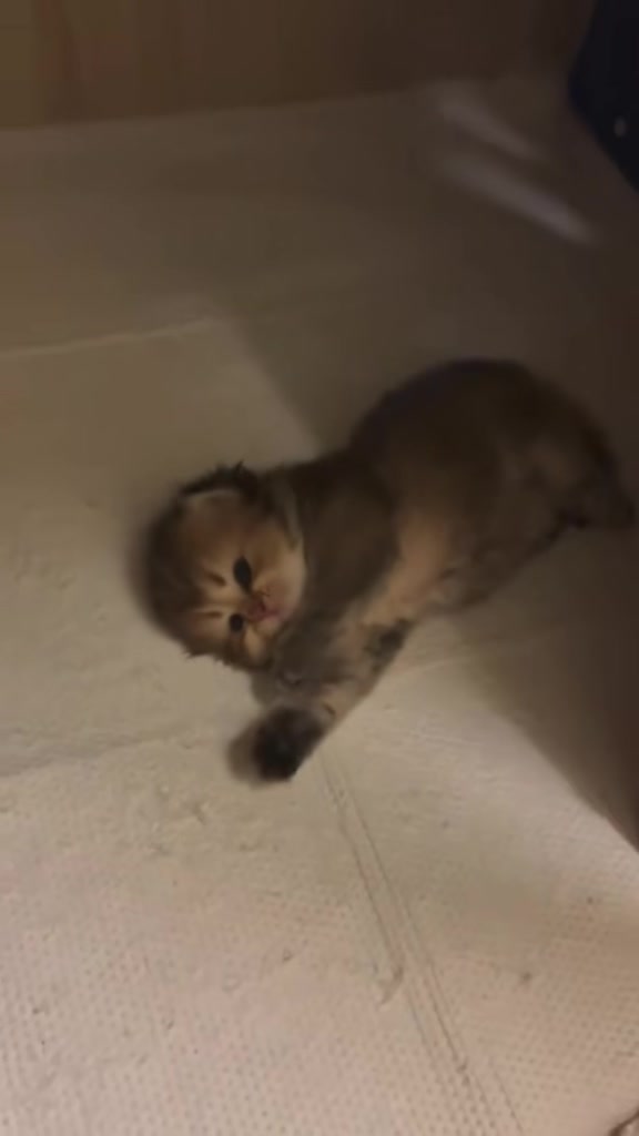 @catbosssss