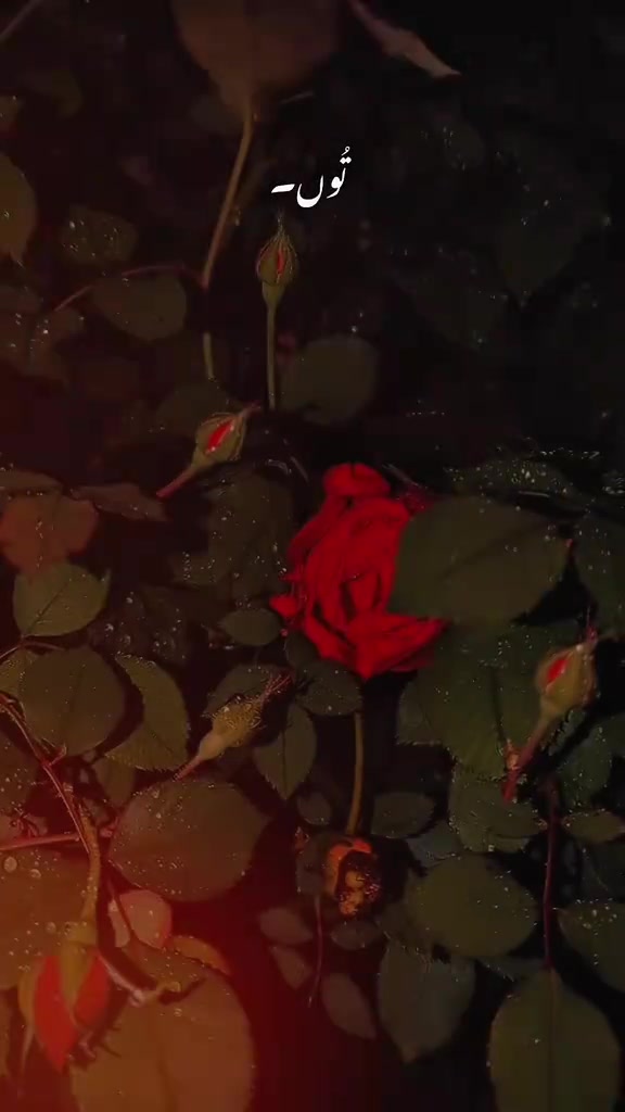 @نصراللہ ❤️