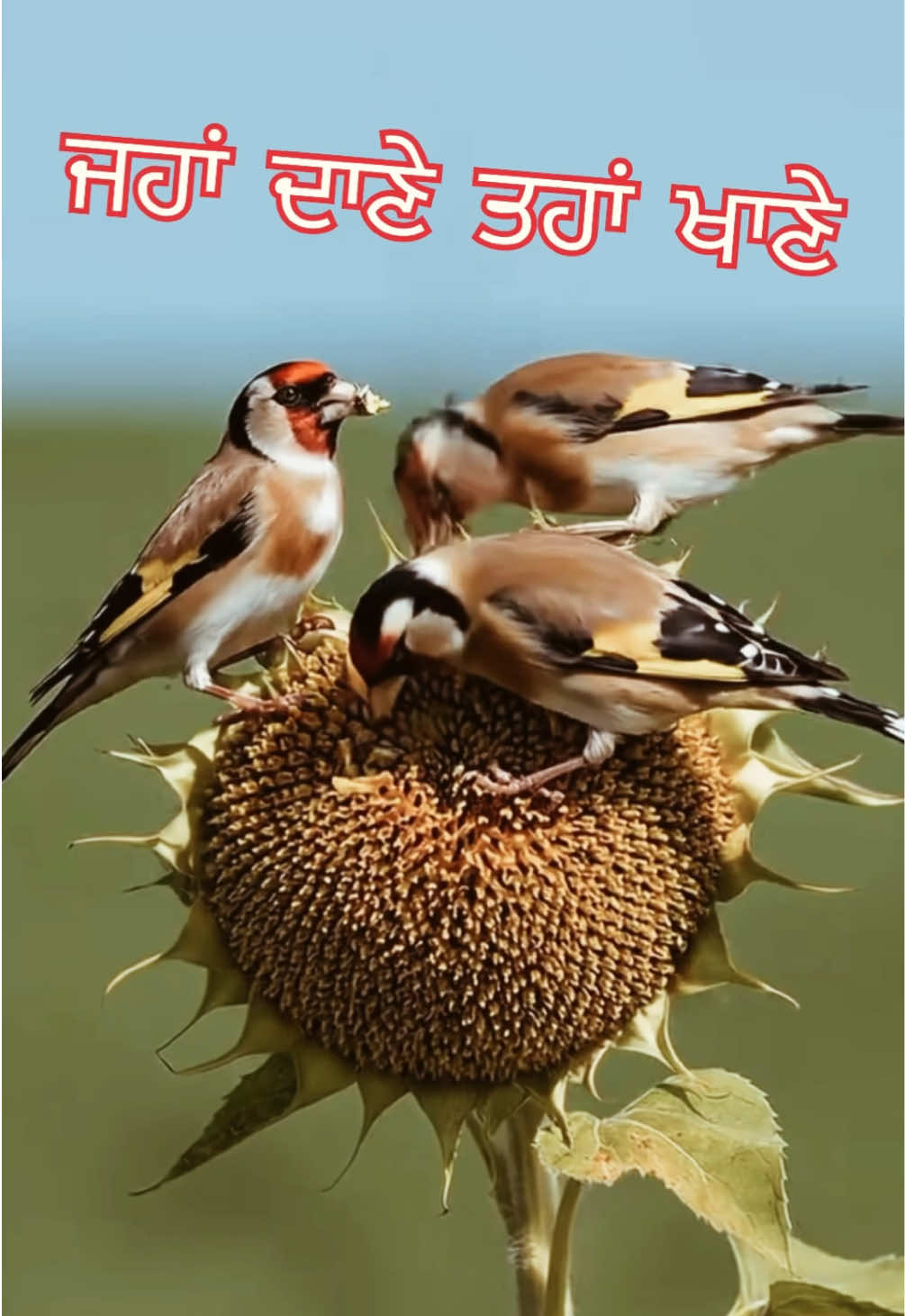 @waheguru_de_bol