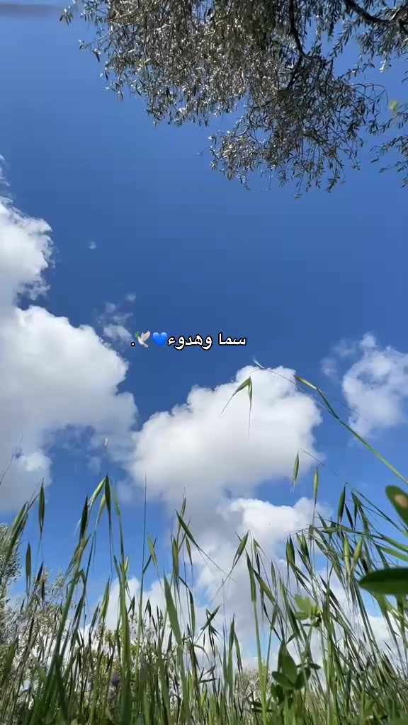 @donia abde