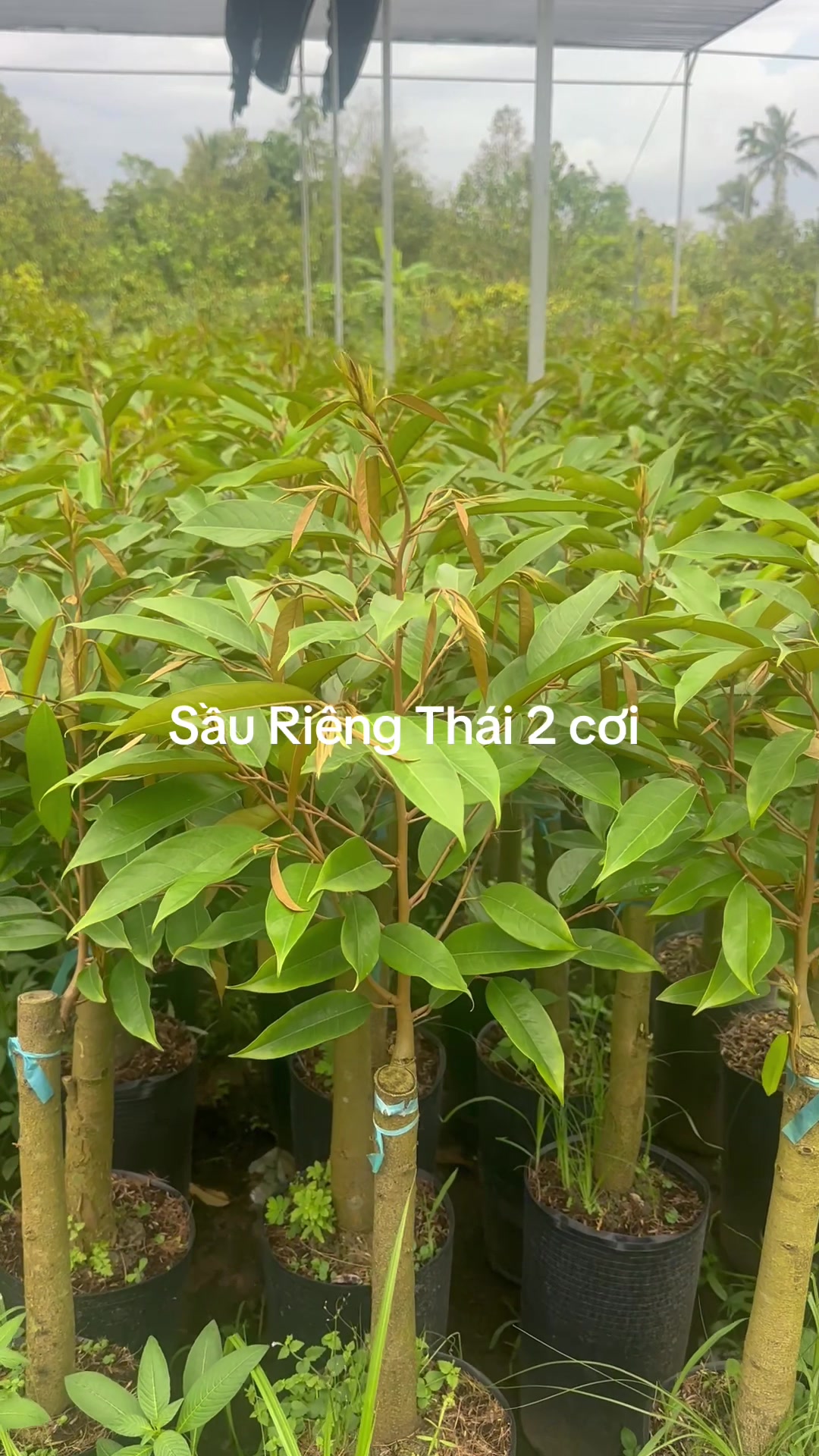 @Hùng Chương STCG Welofarm