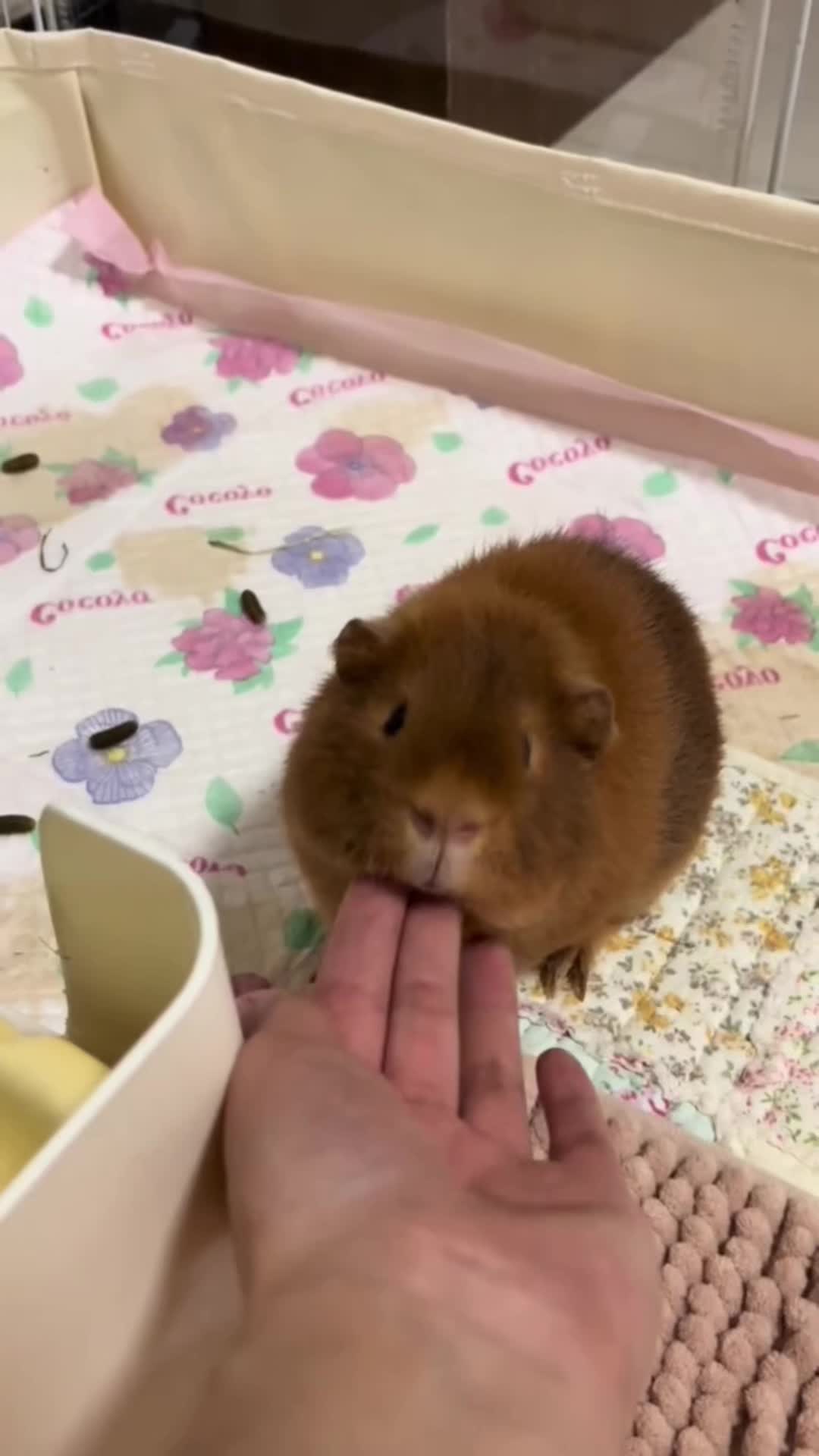 @CuteAnimal