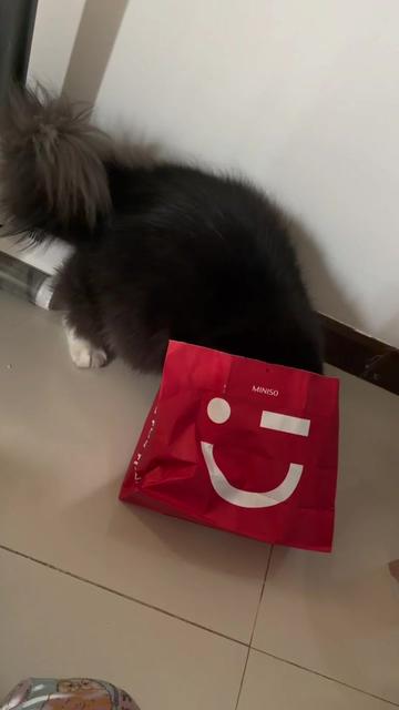 @Bucin cat