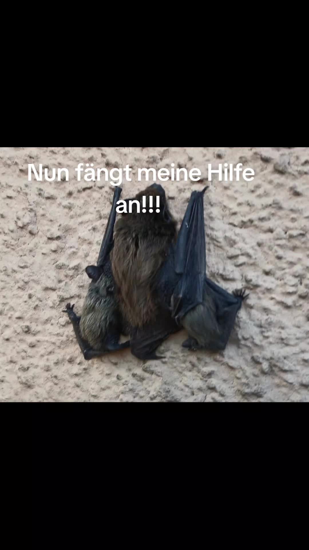 @🍁DieMiri♠️♥️Einfachtierschutz