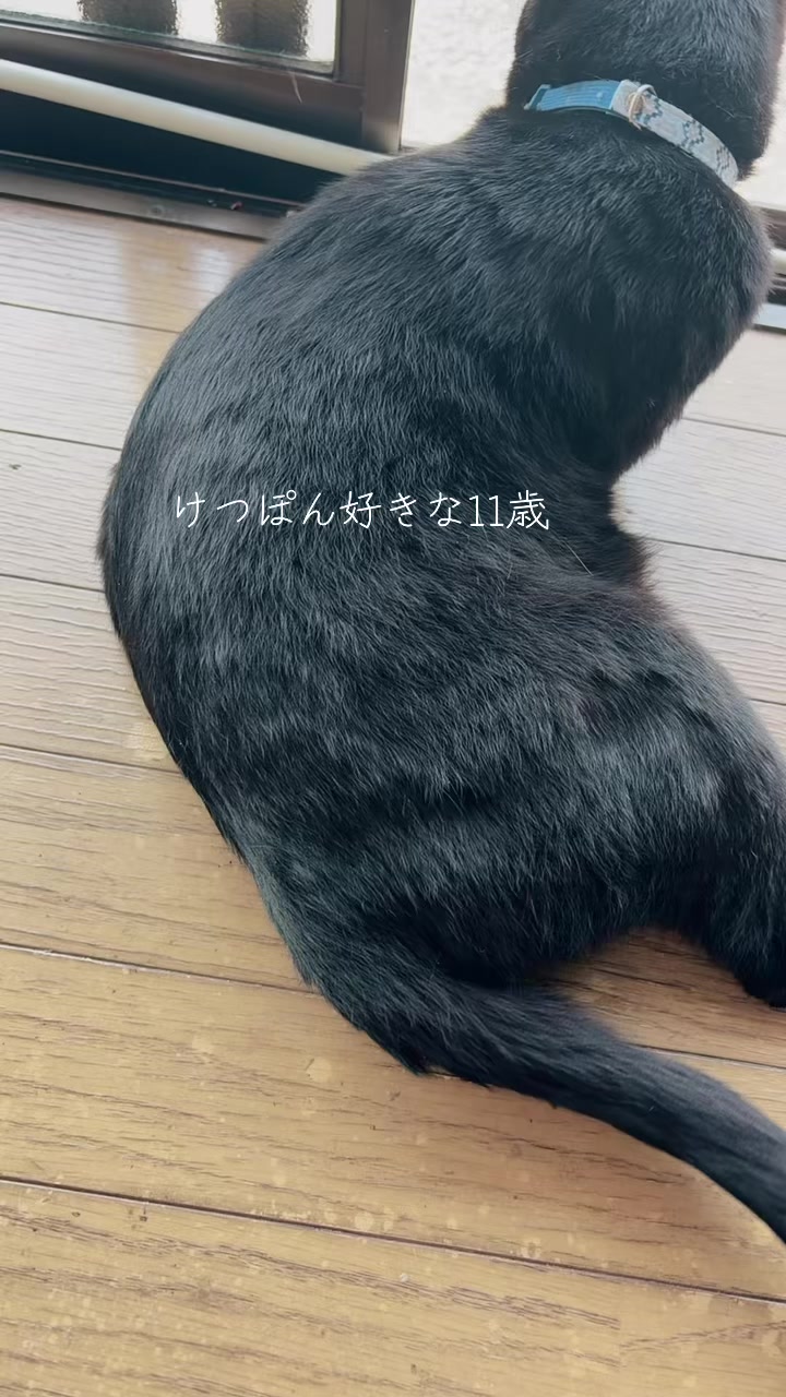 @鰆【さわら】