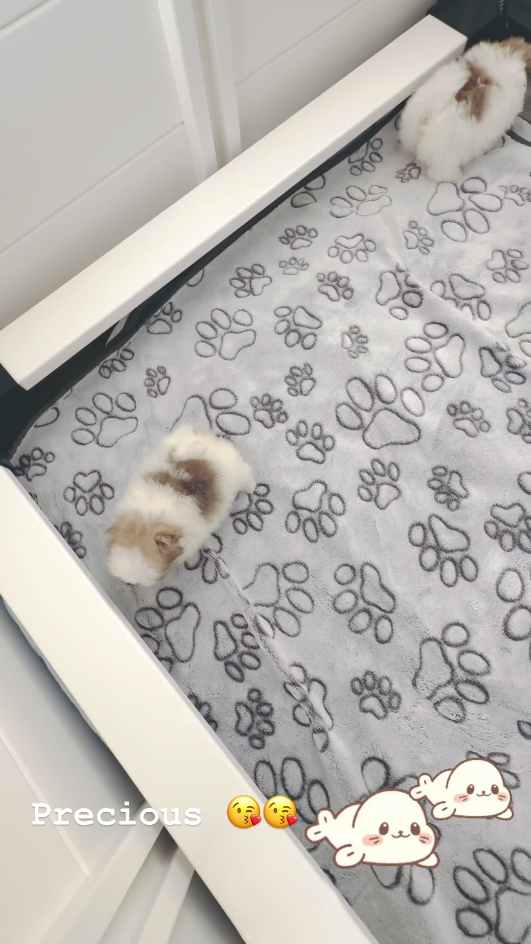 @pupsrepublicusa