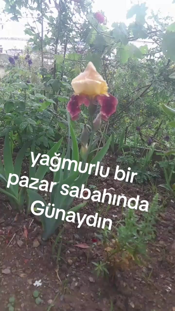 @yörük kızı