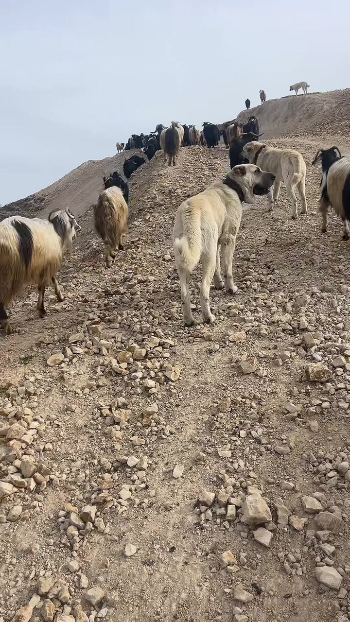 @Gazi.sarıkaya