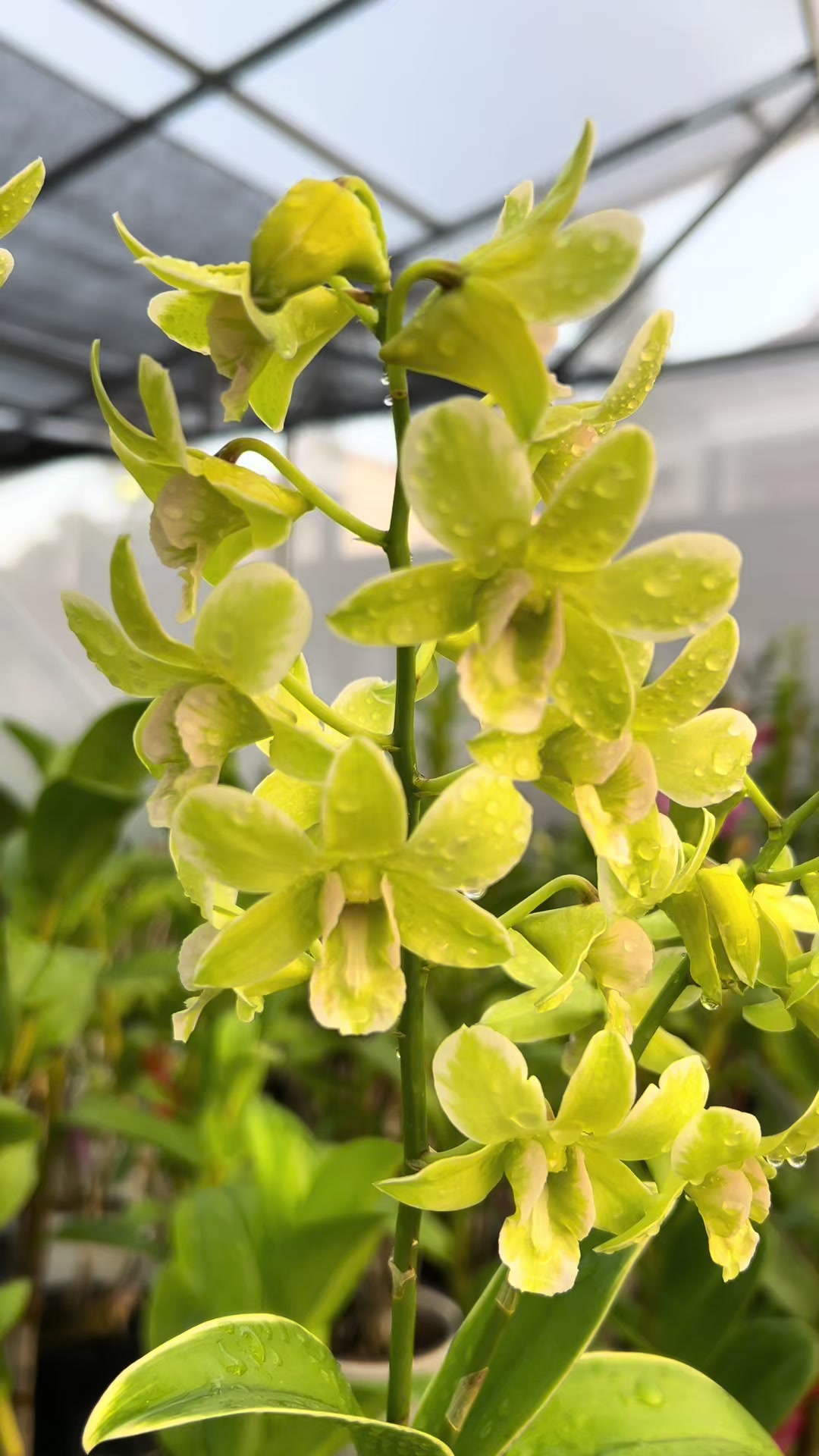@Anggina Orchid