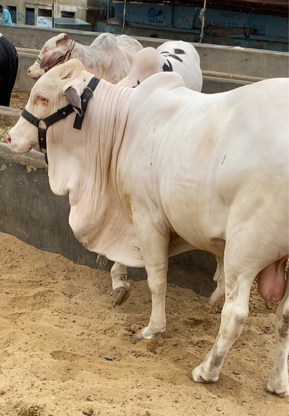@Karachi Bull lovers