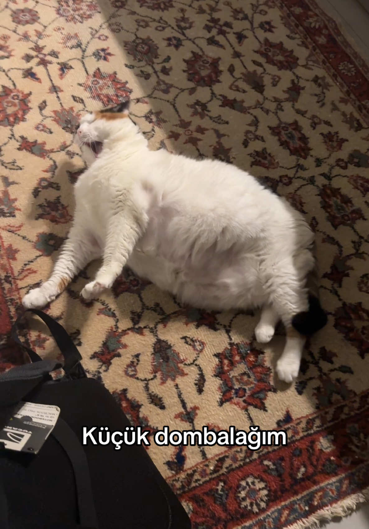 @Çikikatör