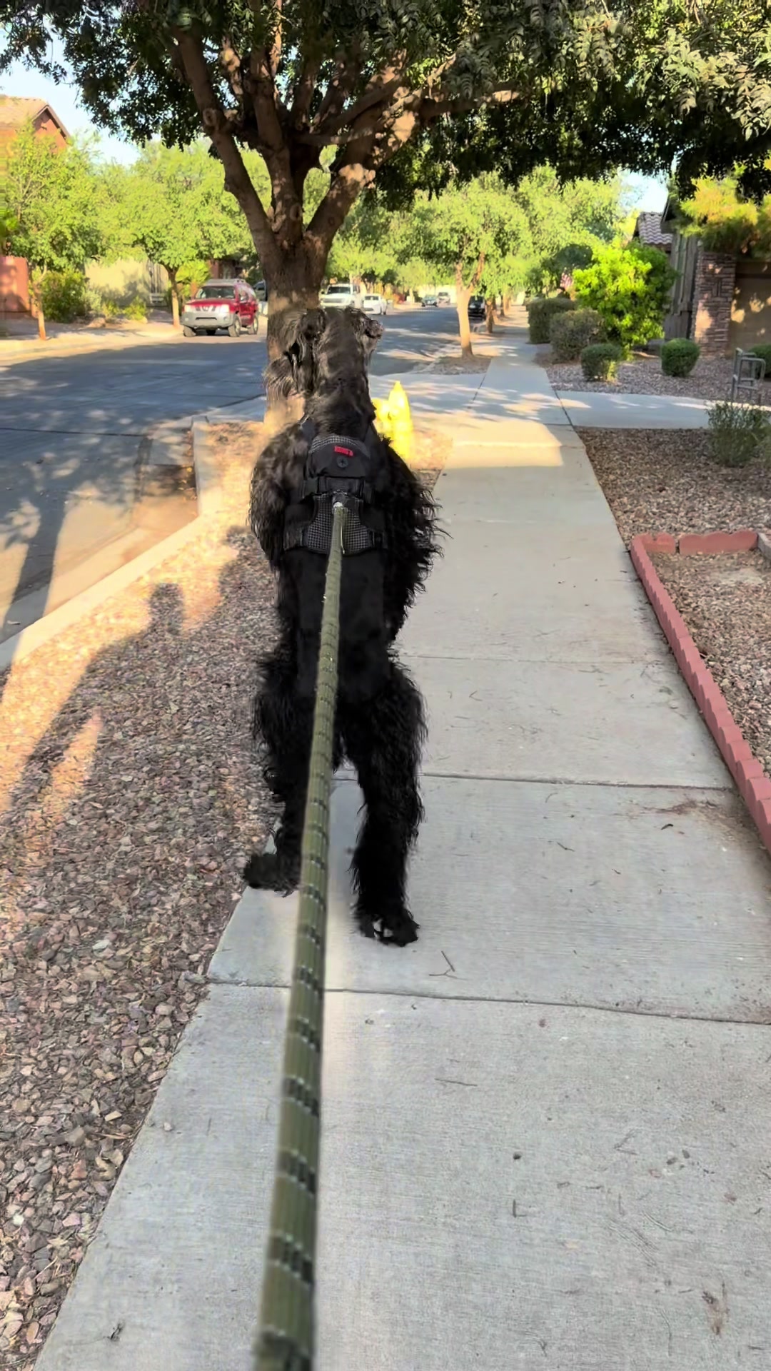 @Fiona Walks
