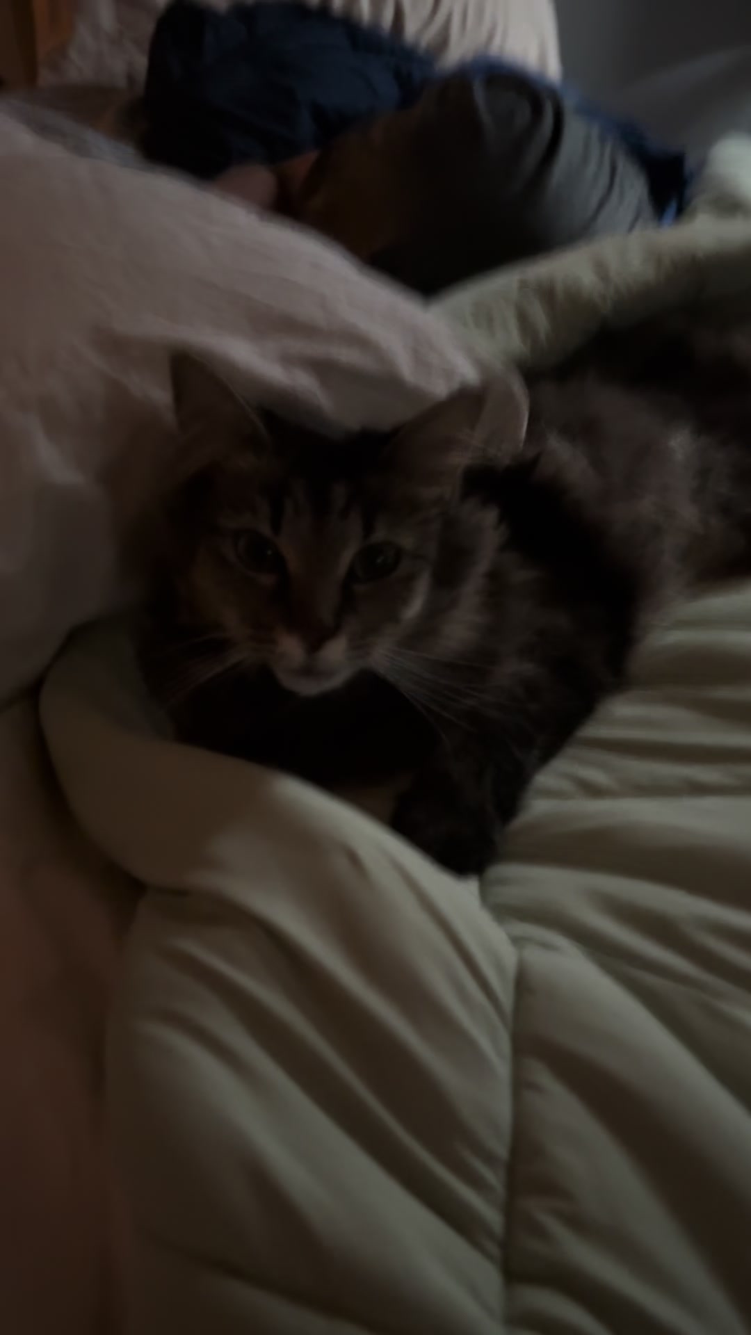 @RoxySnowballCatDrama