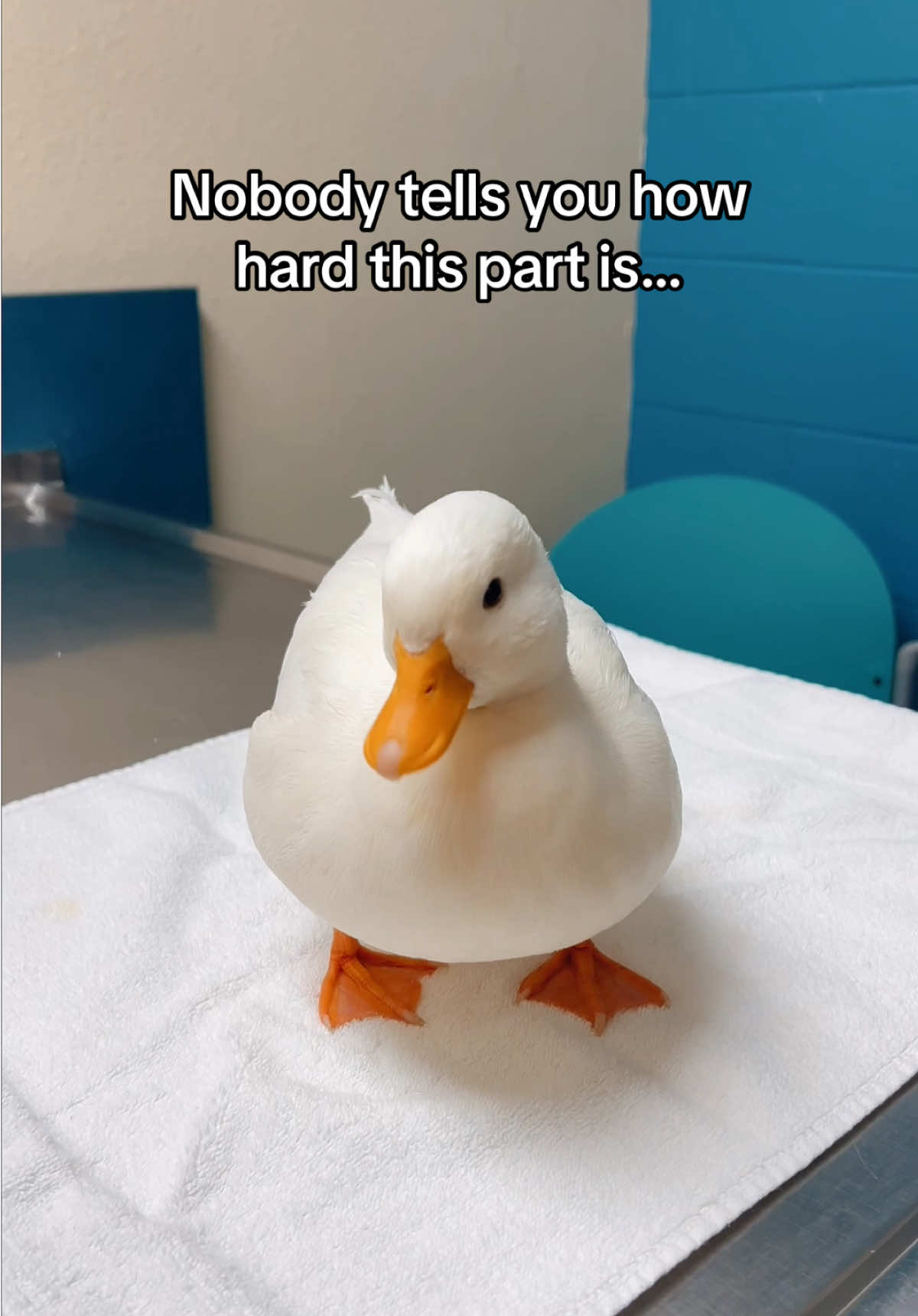 @ducks_in_space🪿🪿💦