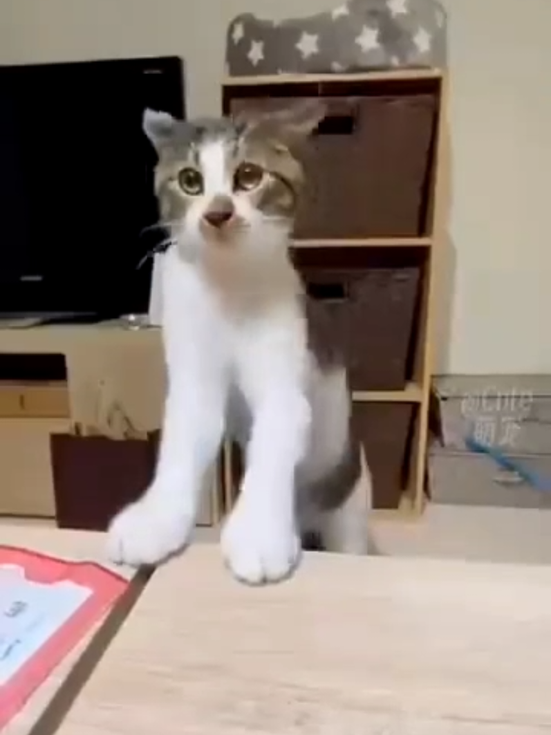 @Puda