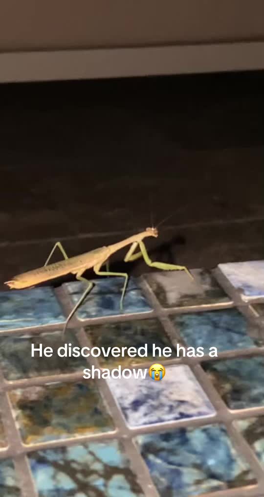 @ᛉᚲᚱᚢᛈᛏᚲᛊᛞᛣ