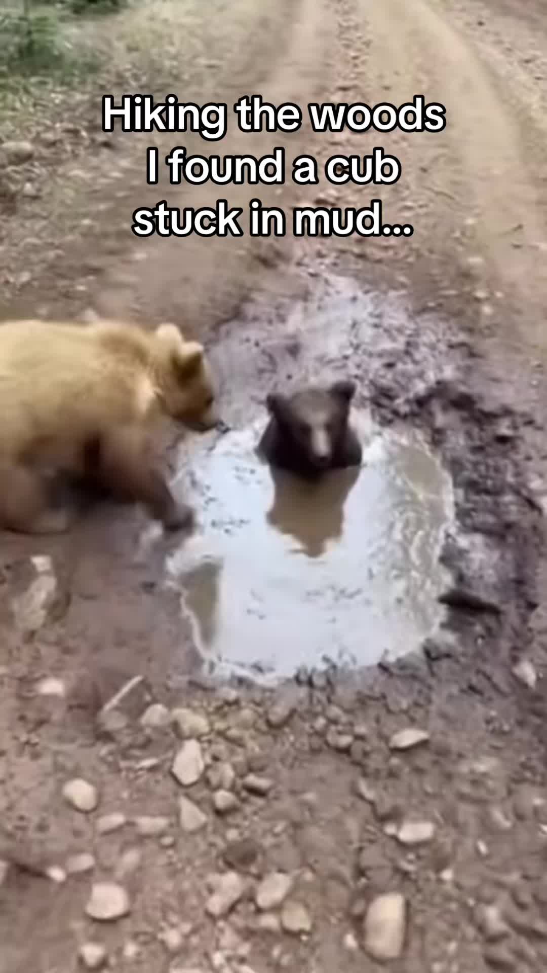 @AnimalWorld