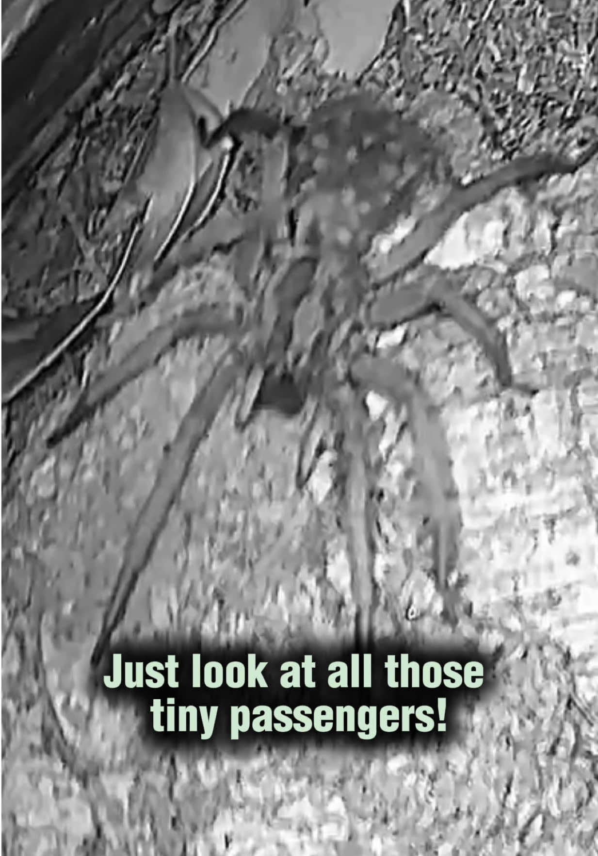 @Spider Conservatory