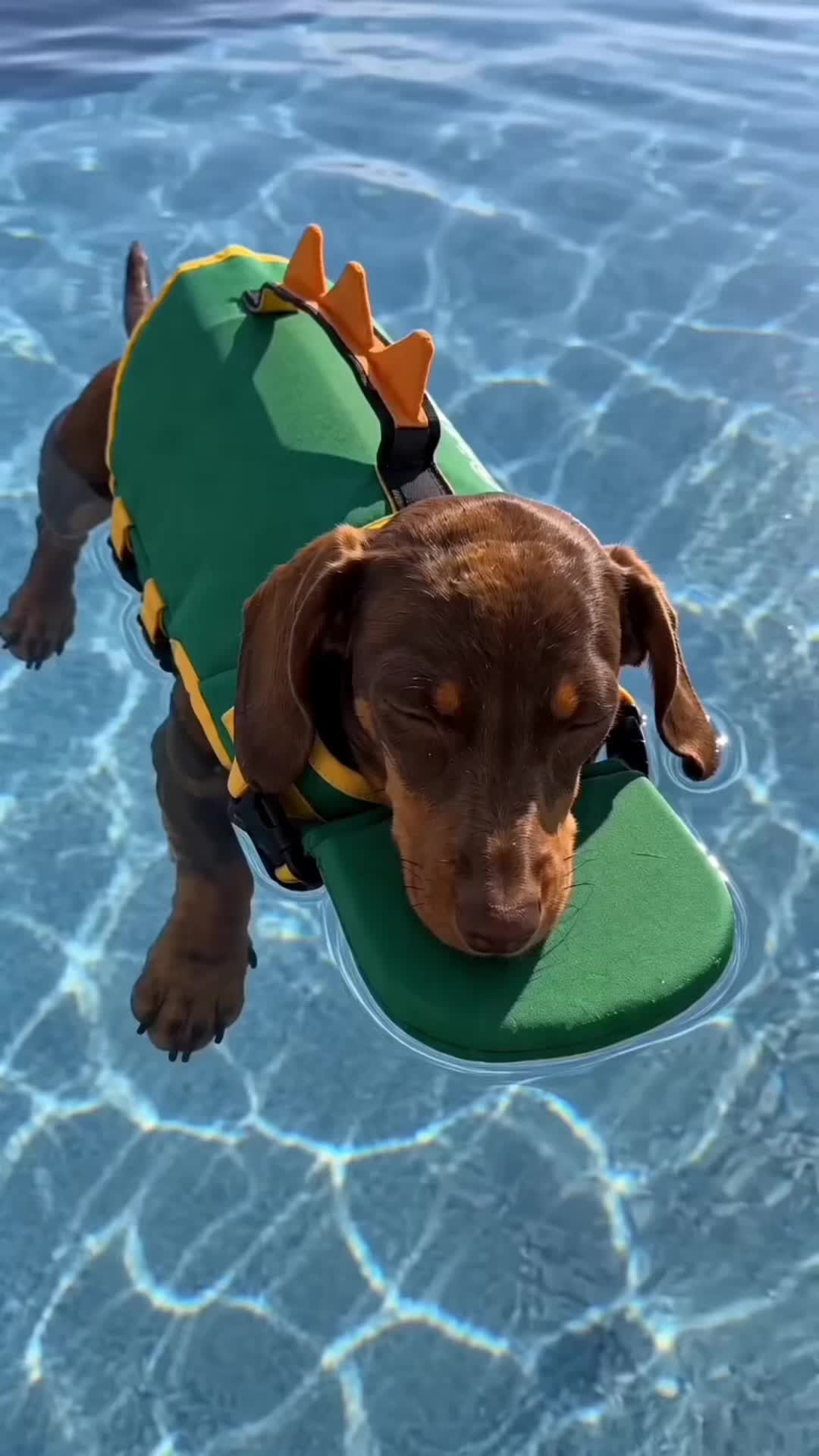 @PawFloat 🐾💦