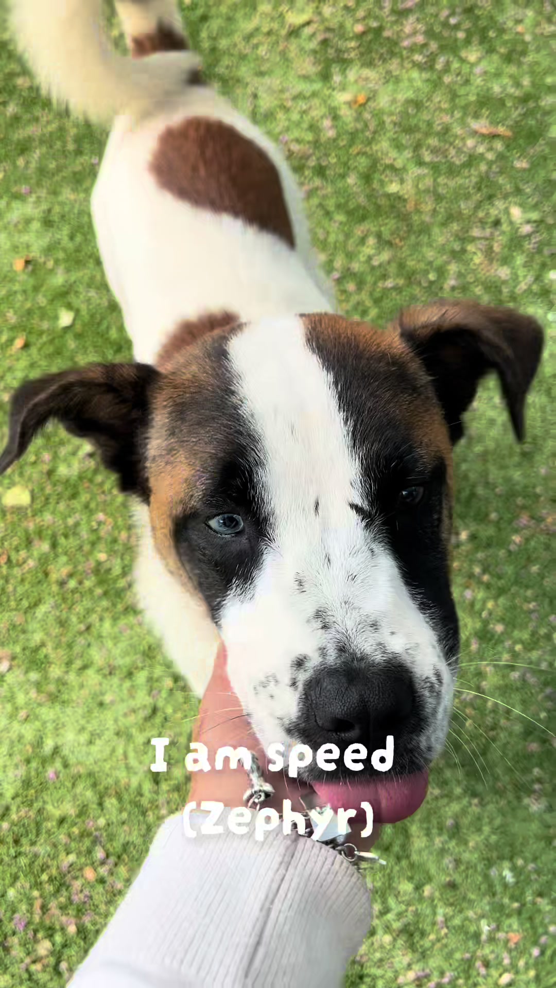 @San Antonio Humane Society