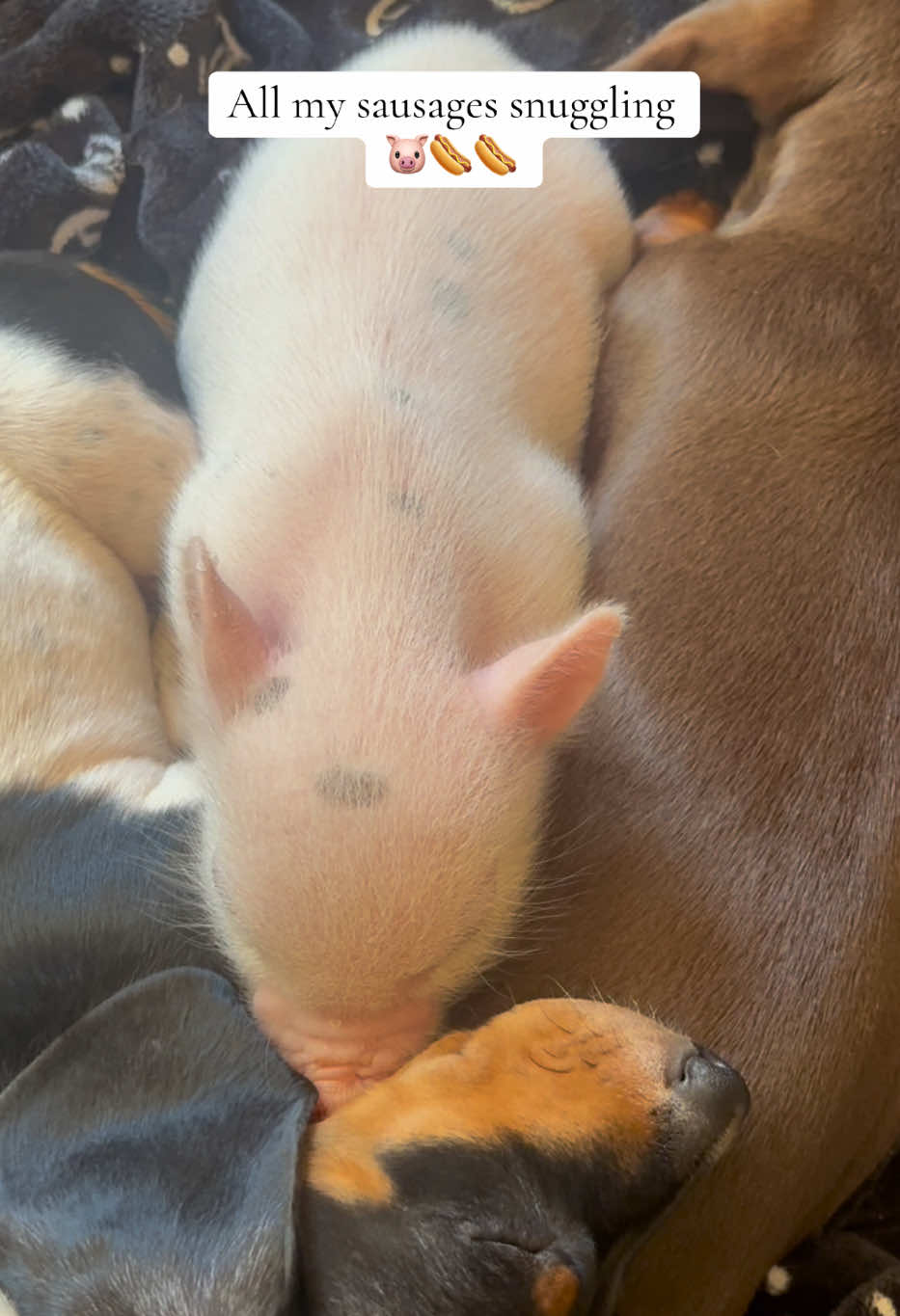 @pineandpasturefarm