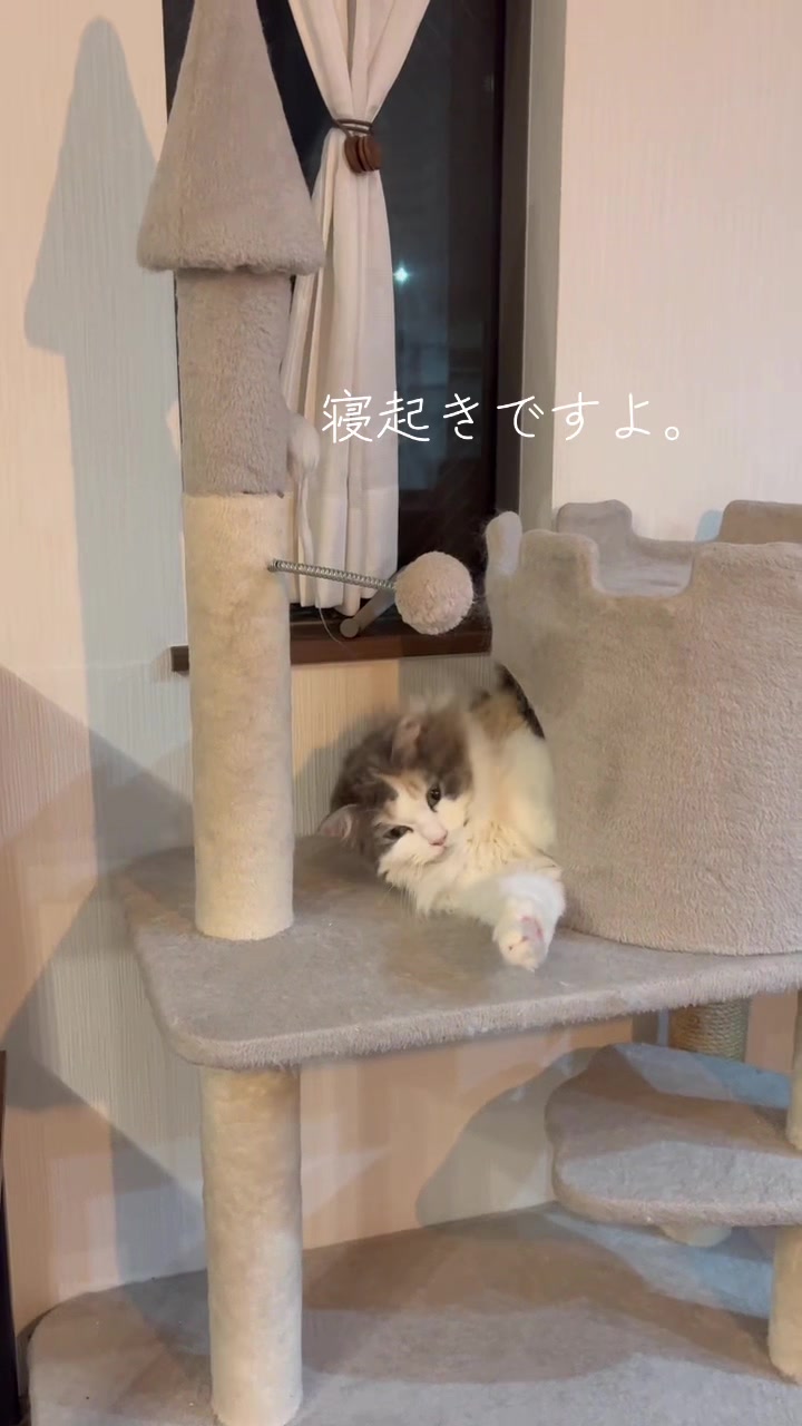 @neko.neko.hato