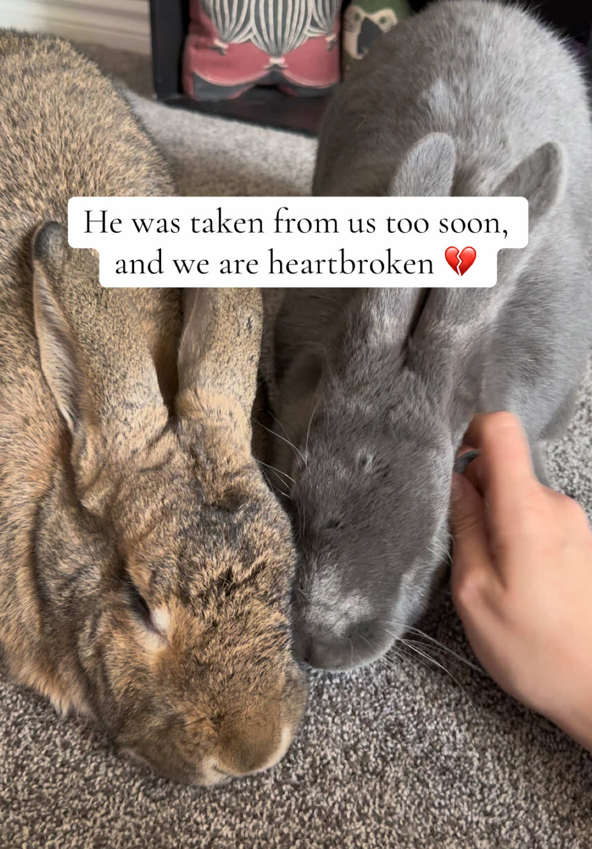 @🐰 Rex Rabbit Rex 🐰