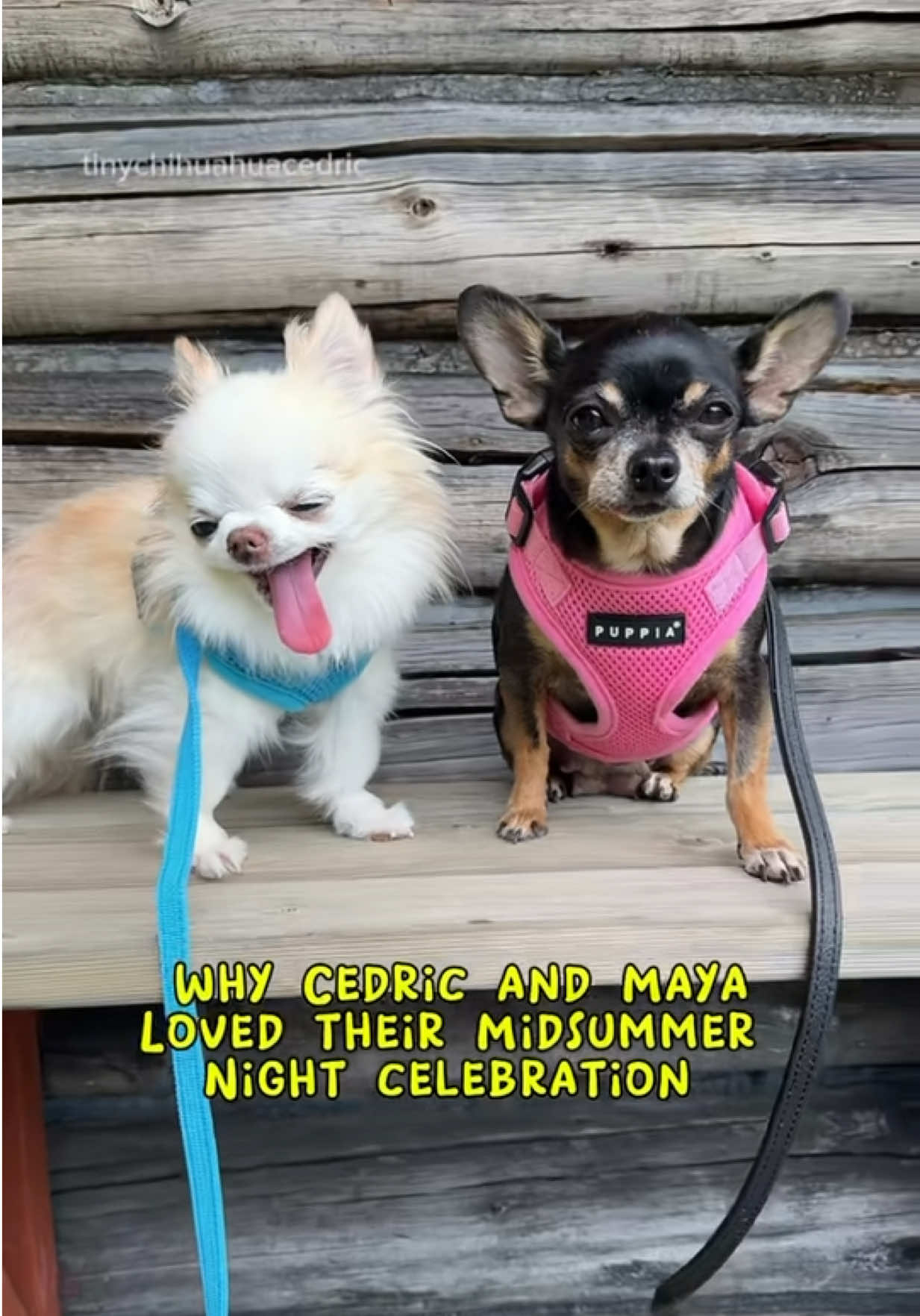 @Tiny Chihuahua Cedric & Maya