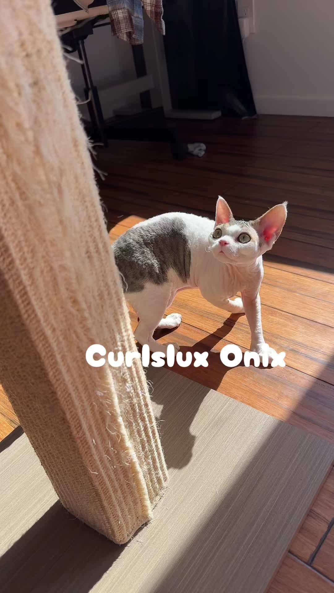 @Curlslux cattery!!🇺🇸