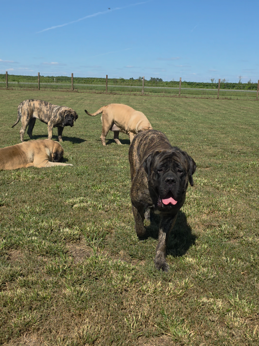 @Big Paw Mastiffs
