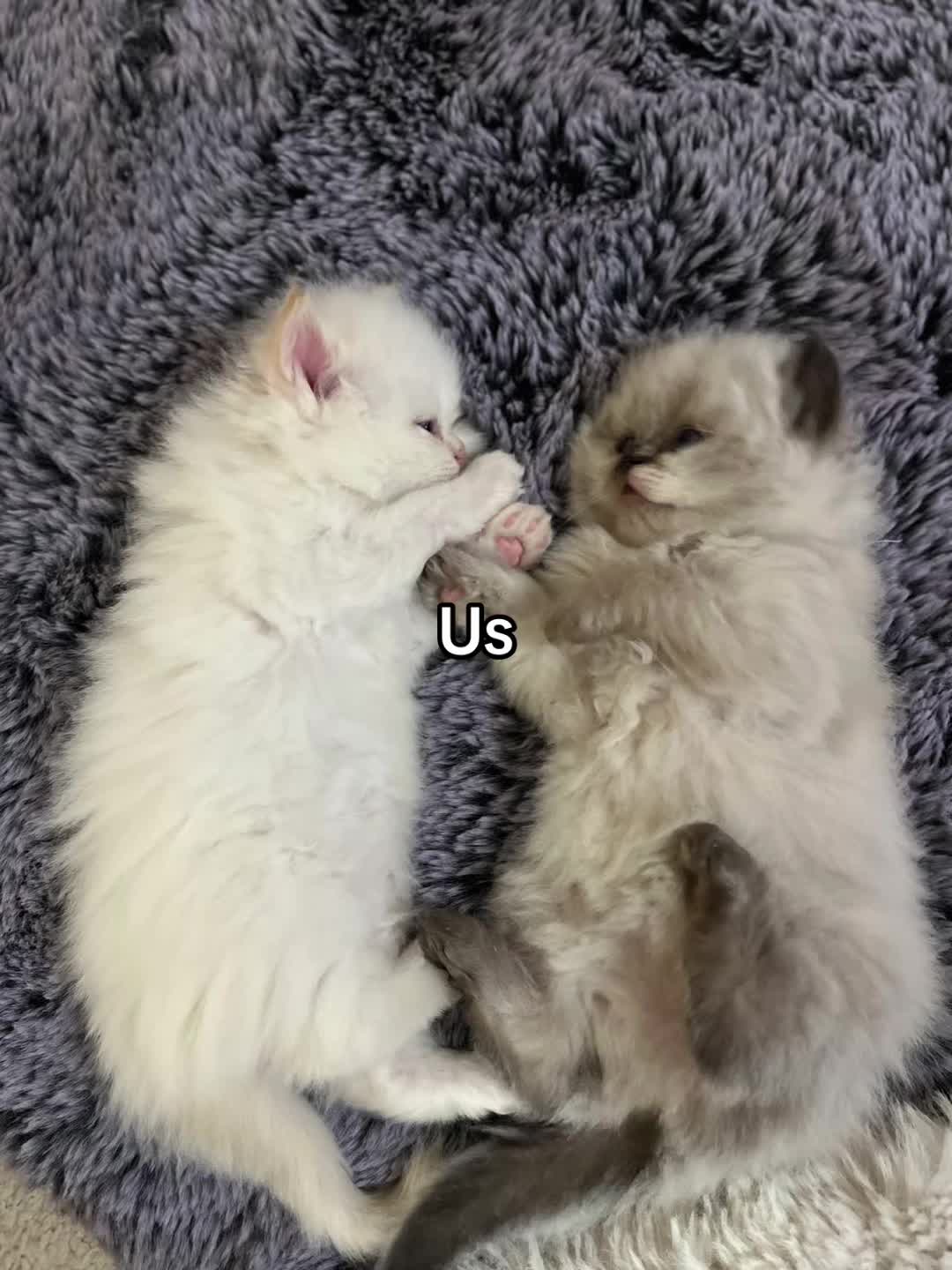 @cupcake