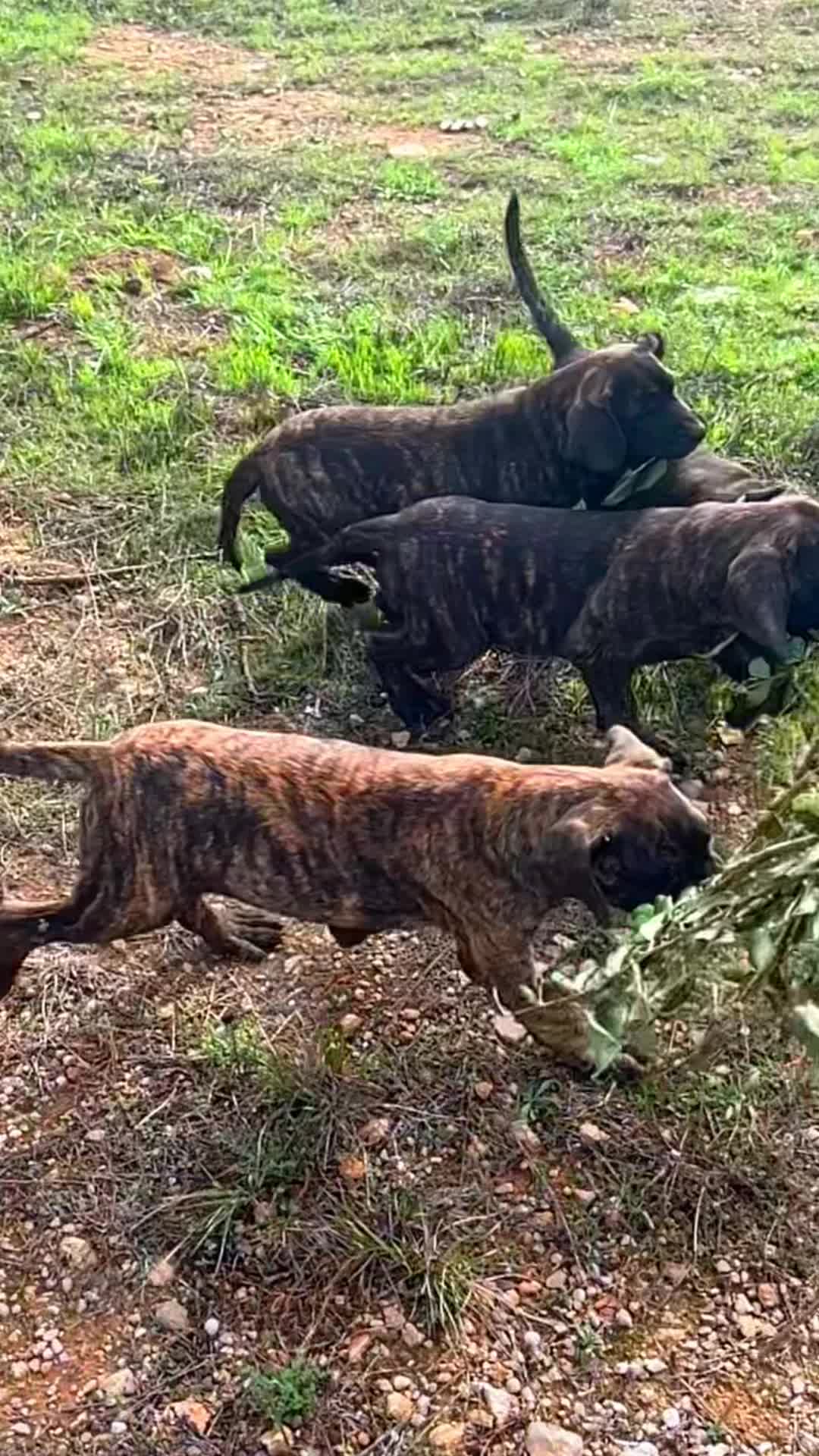 @Presacanario_bulldogfrances