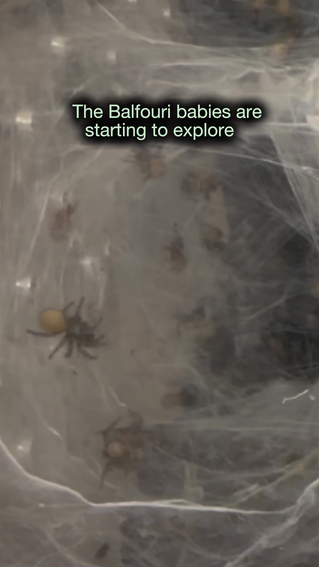 @Spider Conservatory