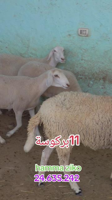@hamma ziko