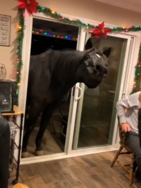 @Horses TikTok