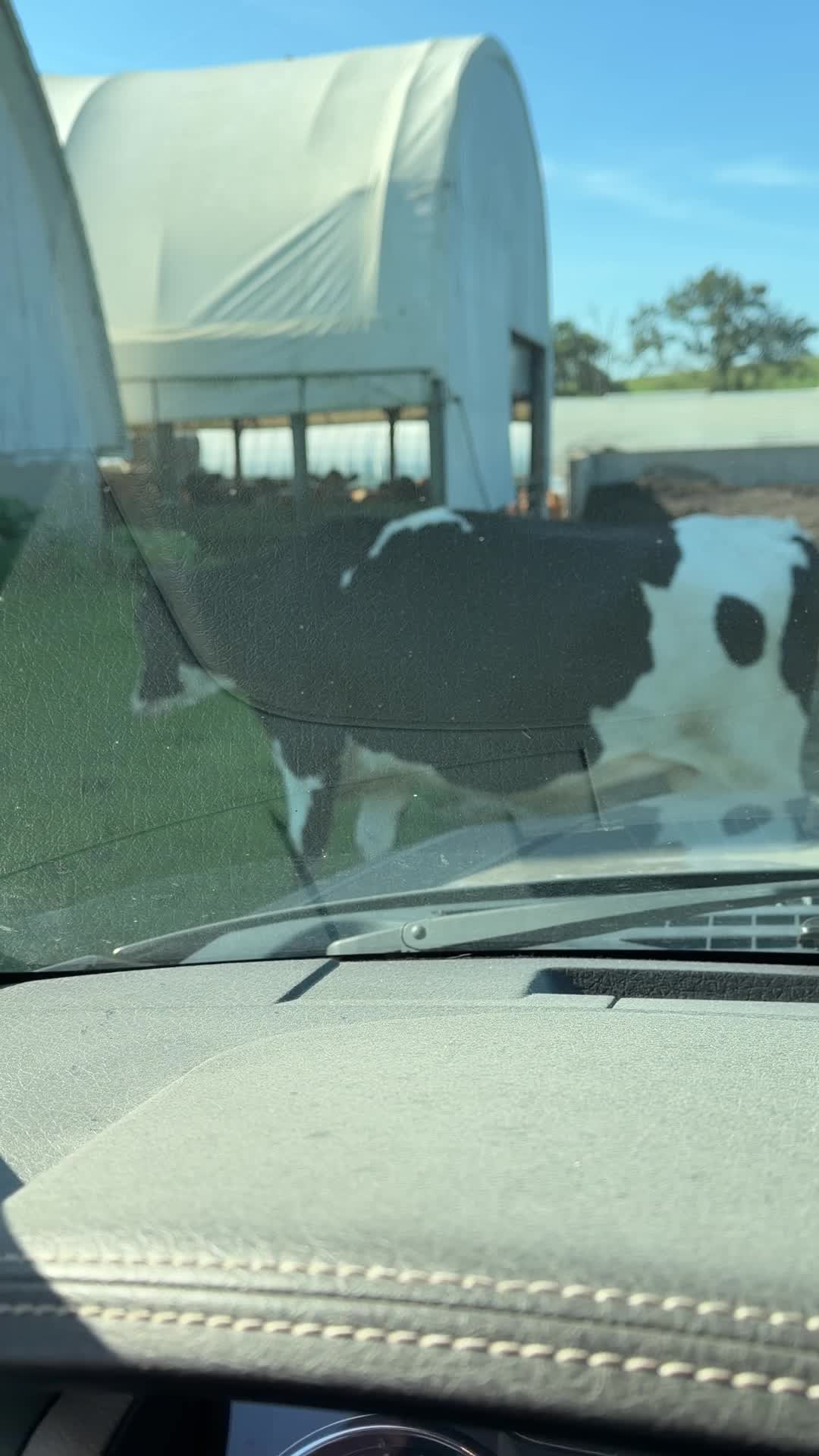 @Megan_dairygirl