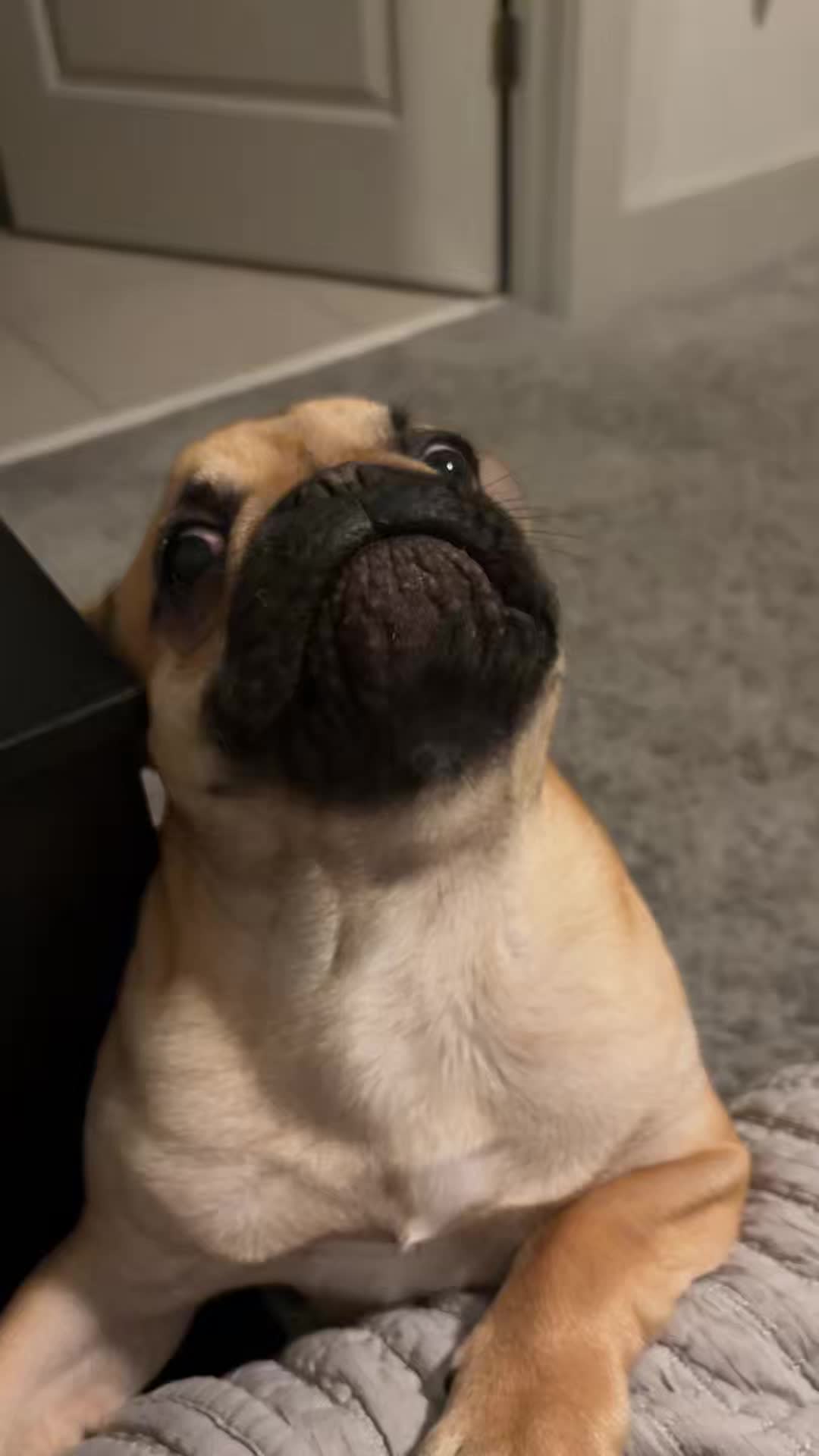 @Archie The Frenchie
