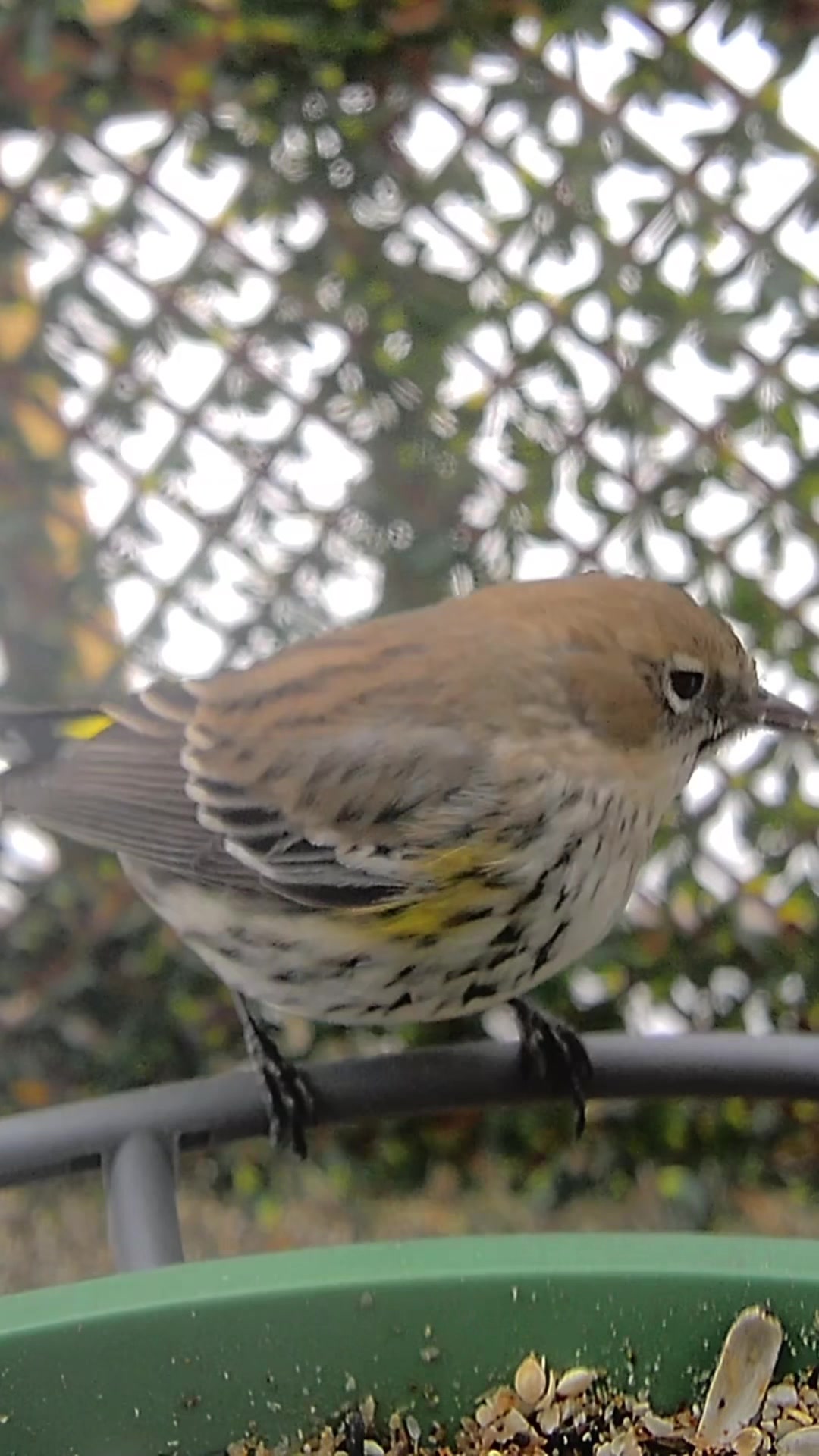 @The Bird Cafe