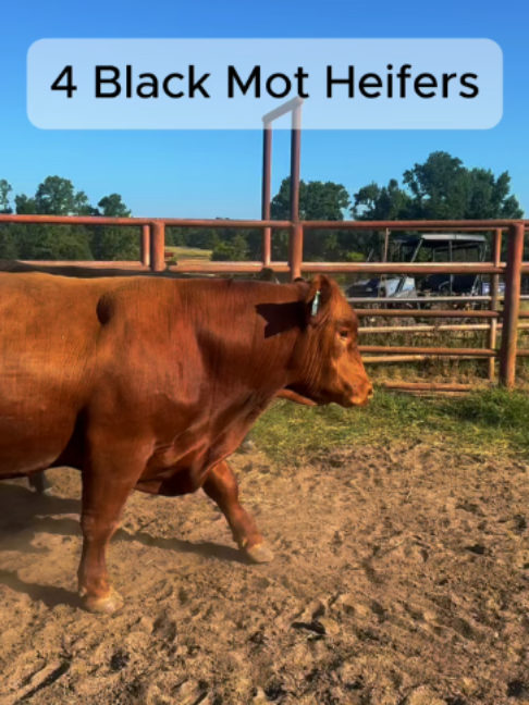 @Rutherford Land and Cattle