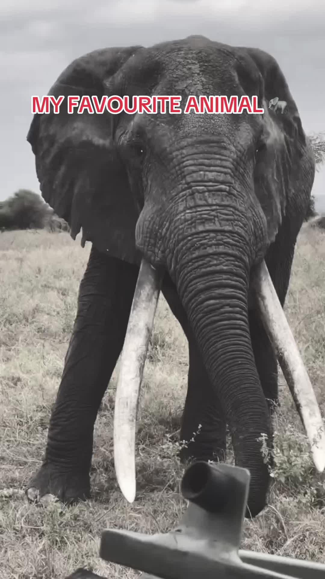 @YourFutureWildlifePhotoGrafa📸