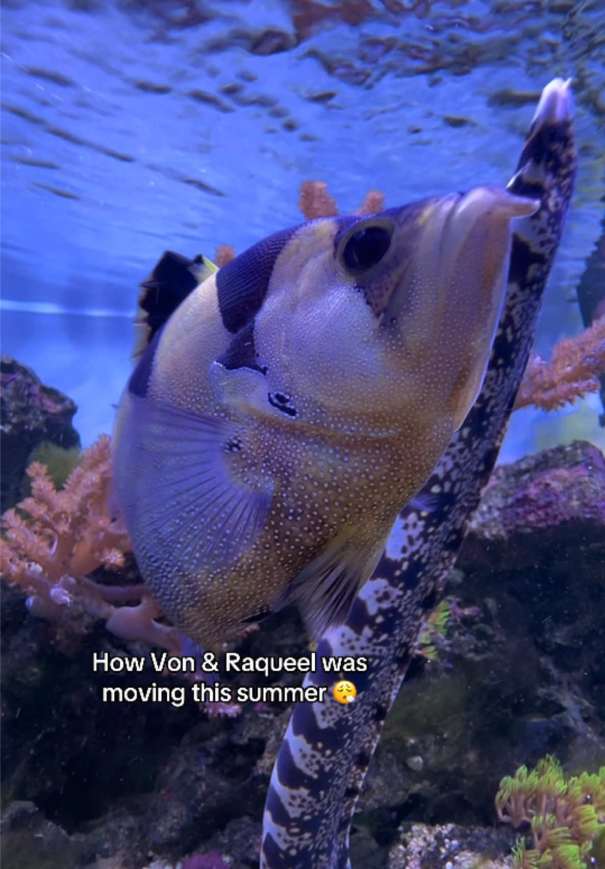 @ReefSync