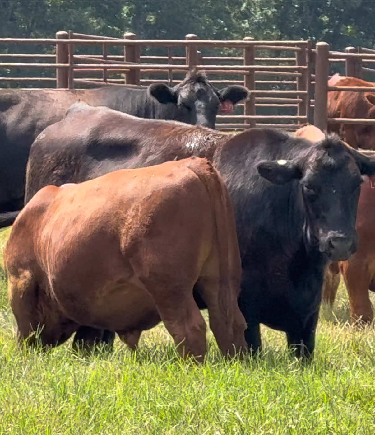 @Massey Land & Cattle