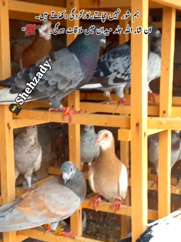 @𝑹𝒂𝒔𝒉𝒊𝒅 𝑻𝒂𝒃𝒂𝒔𝒔𝒖𝒎