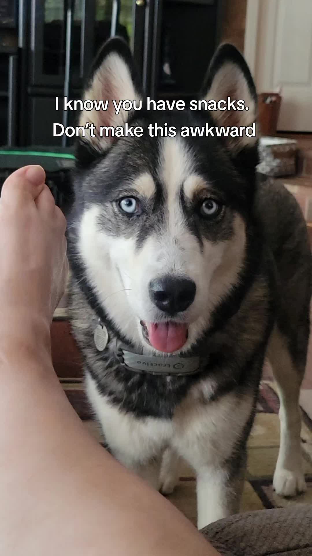 @the Hussey Husky